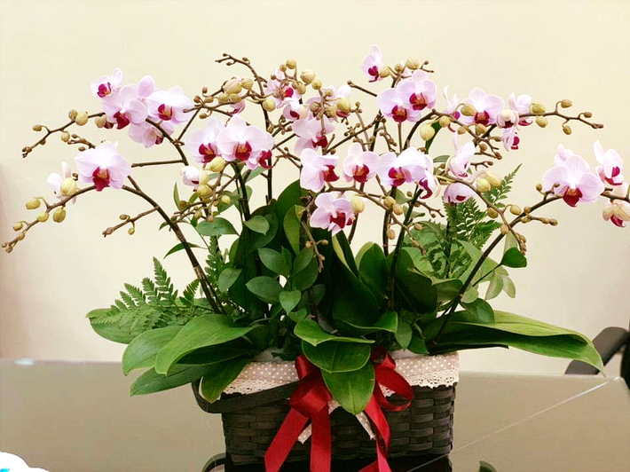 6 KHÔNG khi mua hoa Tết, bà nội trợ Việt phải chú ý để chọn được hoa vừa rẻ đẹp lại lâu tàn - Ảnh 11.